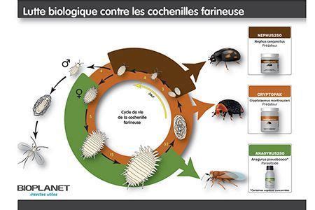 Lutte contre les cochenilles