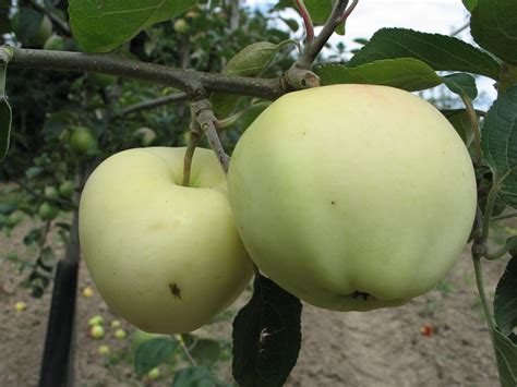 Photo de pommes Transparente Blanche juste après la récolte