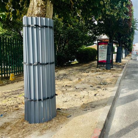Sachets de protection pour pommes sur un arbre