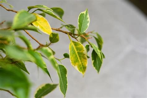 Bonsai malade feuilles jaunes