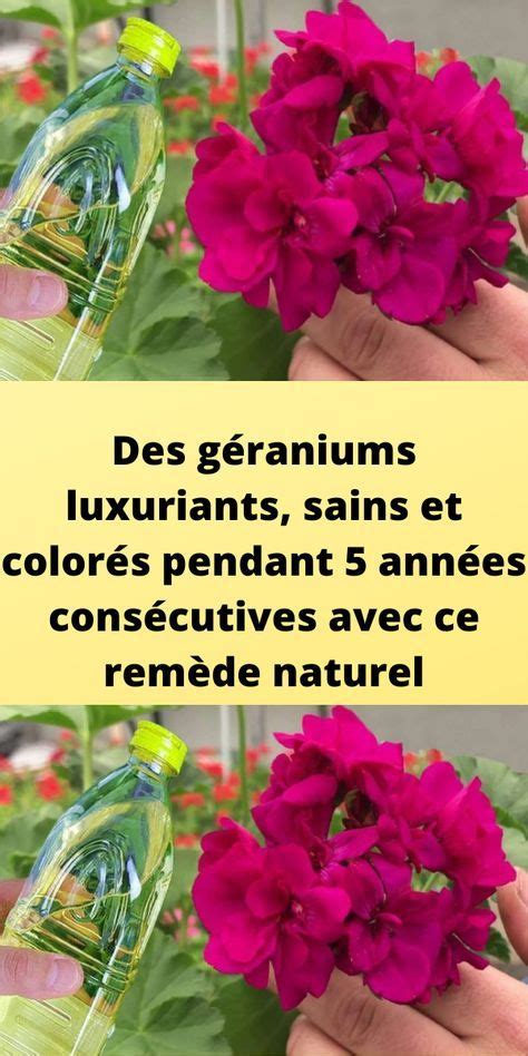 Géraniums sains et géraniums avec feuilles perforées