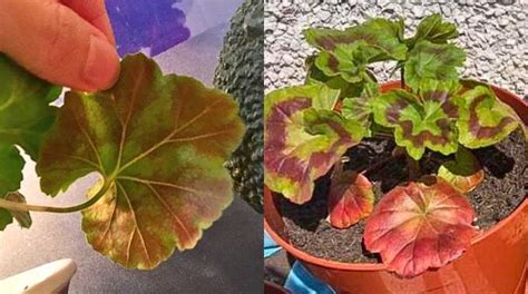 Schéma des maladies fongiques courantes affectant les feuilles de géranium