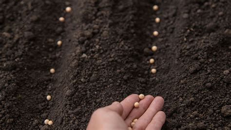 Semis d'aneth en pleine terre