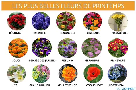 Variété de fleurs bulbeuses