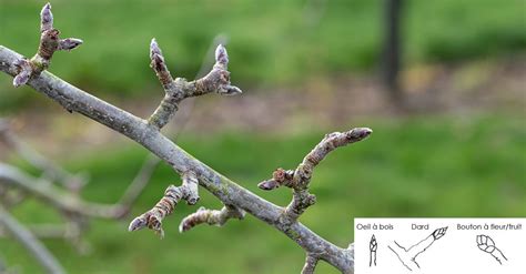 Schéma comparatif des bourgeons de pommier et de poirier