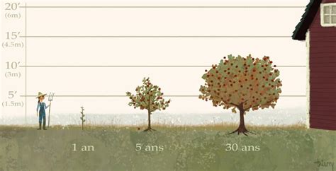 Illustration d'un pommier palissé après une taille de régénération