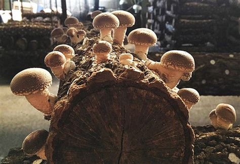 Champignons shiitake frais sur une bûche de chêne