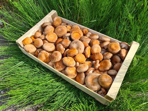 Diagramme des proportions du substrat de shiitake
