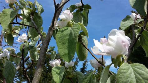 Illustration d'un cognassier en fleurs au printemps