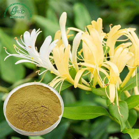 Global Honeysuckle Flower Extract Market Growth