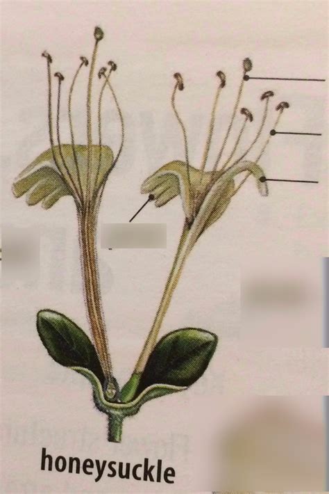 Honeysuckle Flower Extract Applications Diagram