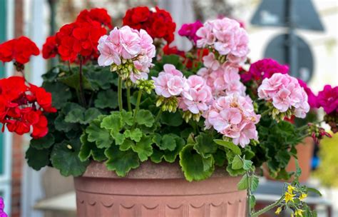 Géranium zonal en fleurs dans un pot sur un balcon