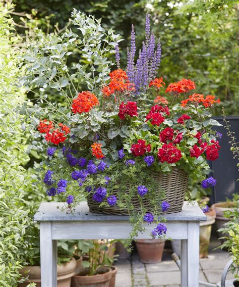 Composition florale de Géraniums Zonaux avec d'autres plantes en jardinière