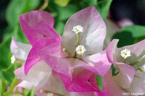 Bougainvillier en fleur