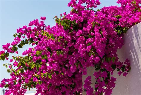 Bougainvillier bleu sur une pergola