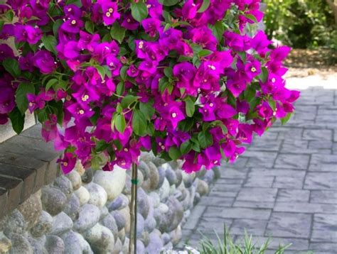 Taille d'un bougainvillier