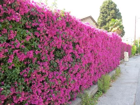 Bougainvillier en haie fleurie