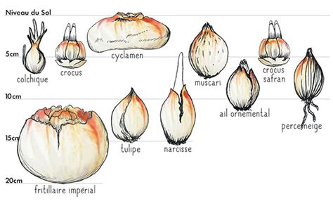illustration de différents types de bulbes à fleurs