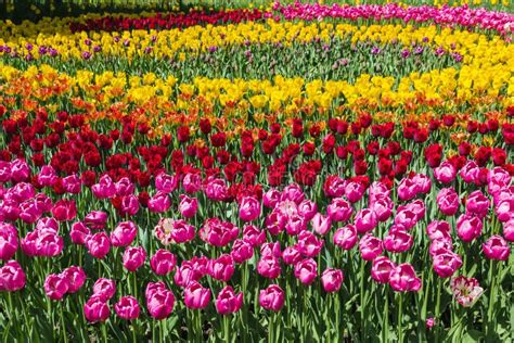 parterre de tulipes multicolores
