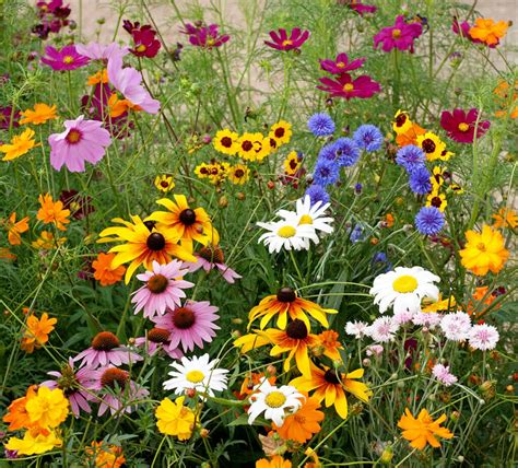 jardin de fleurs sauvages