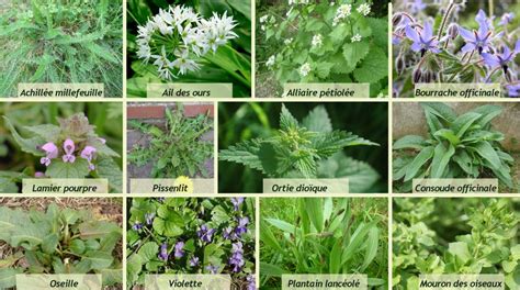 tableau de plantes sauvages comestibles