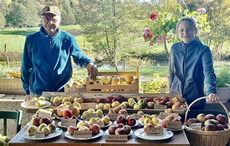 Arboriculteur récoltant des fruits dans un verger