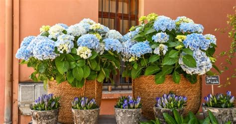 Hortensia en pot sur un balcon fleuri