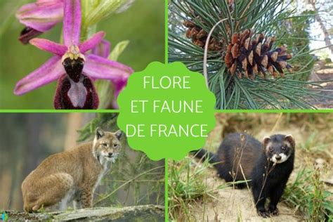 Faune et flore caractéristiques de la région de Mouthier-Haute-Pierre