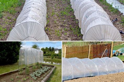 Photo d'un potager avec des tunnels de forçage