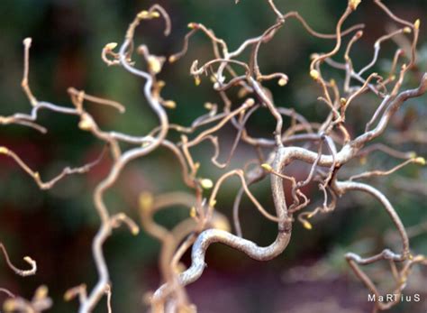 Branches torsadées d'un noisetier tortueux