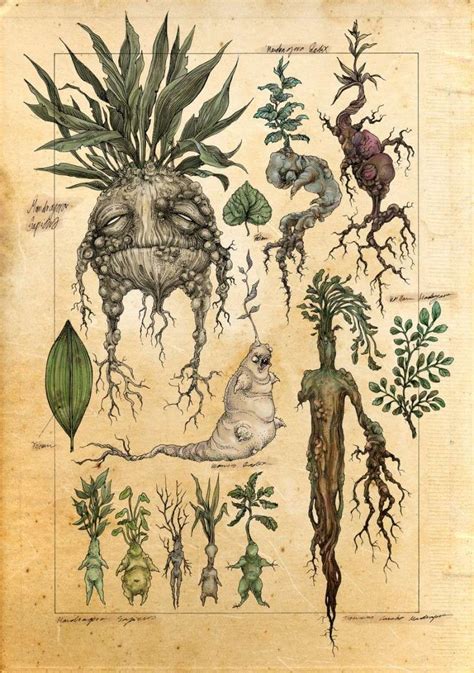 Illustration d'une mandragore tirée d'un manuscrit ancien