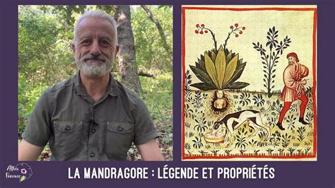 Gravure ancienne représentant un cueilleur de mandragore avec un chien