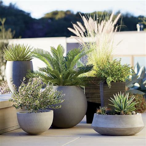 entretien plantes en pot