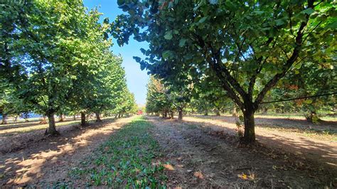 Verger de noisetiers en Lot-et-Garonne