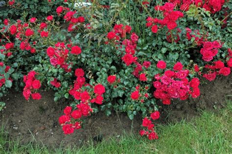 Différents types de rosiers : buisson, grimpant, couvre-sol