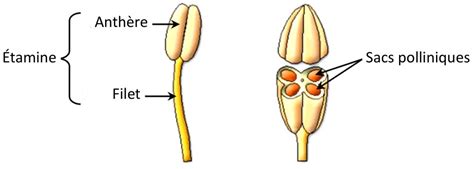 Détail d'une fleur orange montrant les étamines et les pétales fins
