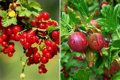 Différences entre groseilles à grappes et groseilles à maquereaux