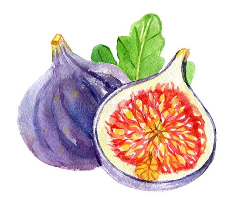 illustration d'un figuier avec des figues mûres