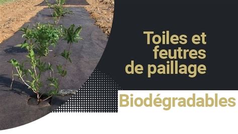 Maraîcher appliquant du paillage biodégradable sur des rangs de carottes