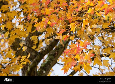 Liquidambar aux couleurs automnales