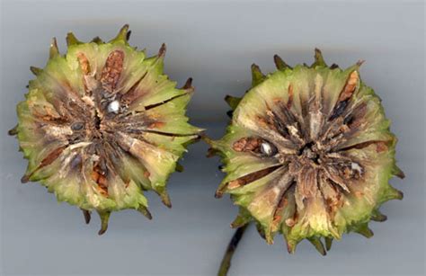 Schéma montrant les capsules de liquidambar et l'extraction des graines