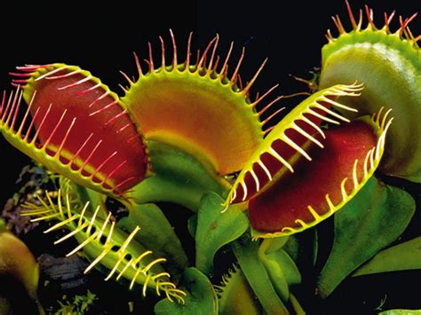 Diversité des plantes carnivores et leurs méthodes de multiplication