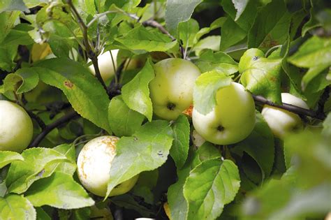 Pommes Goldrush sur un arbre