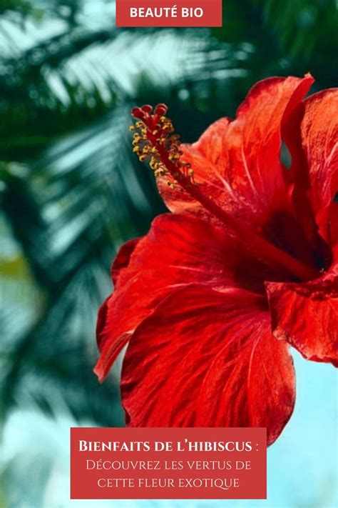 Diagramme des bienfaits de l'hibiscus