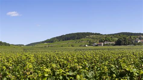 Vignoble de Monthelie avec des vignes en rangs sur une colline