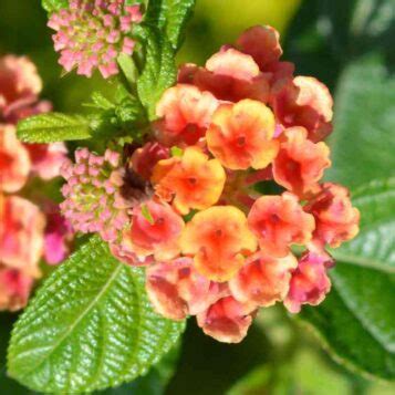 Lantana fleurissant en pot sur un balcon ensoleillé