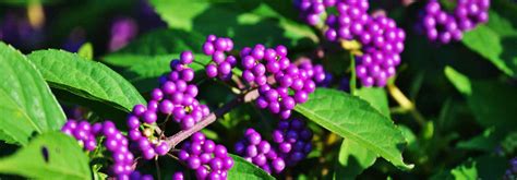 Feuillage et baies toxiques du Lantana