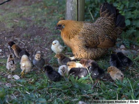Poule et poussins dans une basse-cour