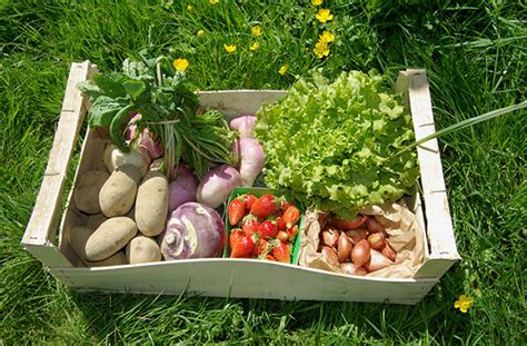 Enfants participant à une cueillette de légumes