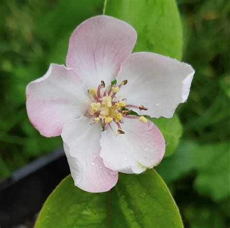fleur de cognassier